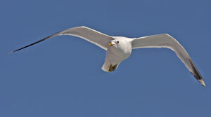 Mew Gull