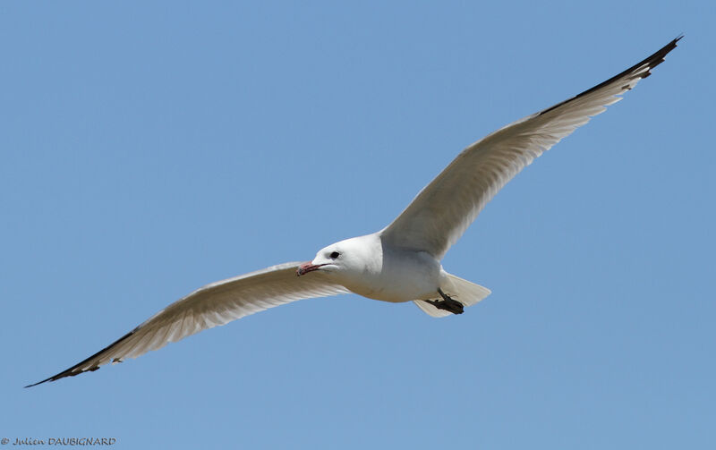 Audouin's Gull, Flight