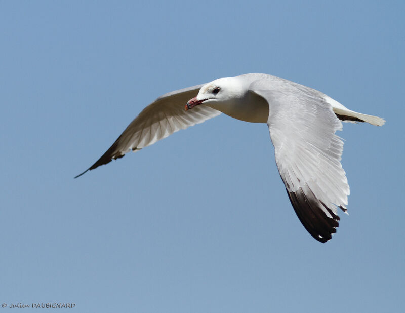 Audouin's Gull, Flight