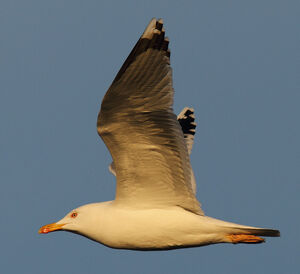 Yellow-legged Gull