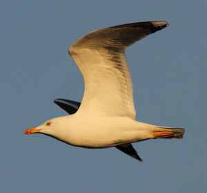Yellow-legged Gull