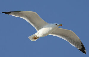 Yellow-legged Gull