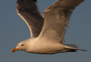 Yellow-legged Gull