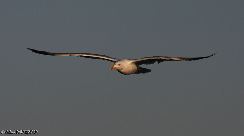 Yellow-legged Gull, Flight