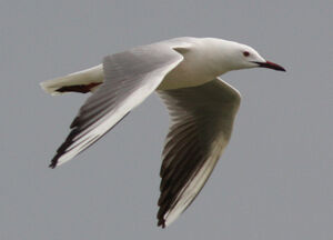 Slender-billed Gull