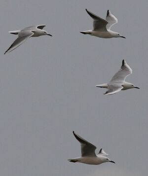 Slender-billed Gull