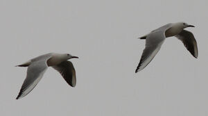 Slender-billed Gull