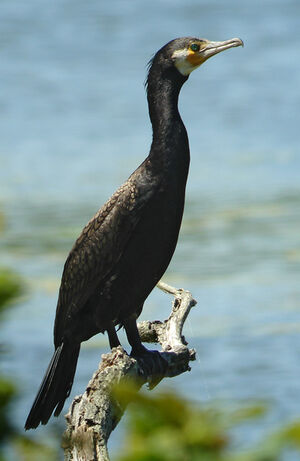 Great Cormorant