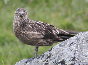 Great Skua 
&copy; Julien Daubignard