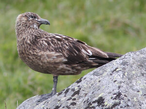 Great Skua 
&copy; Julien Daubignard