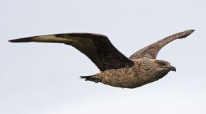 Great Skua 
&copy; Julien Daubignard