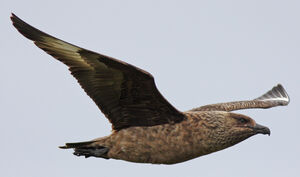Great Skua 
&copy; Julien Daubignard