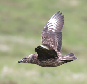 Great Skua 
&copy; Julien Daubignard
