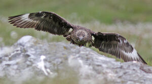 Great Skua 
&copy; Julien Daubignard