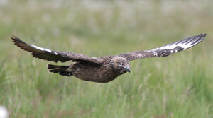 Great Skua 
&copy; Julien Daubignard