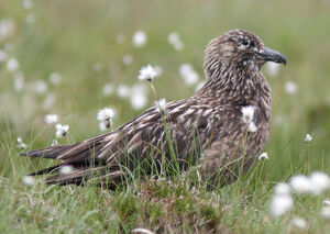 Great Skua 
&copy; Julien Daubignard