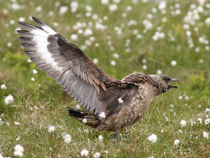Great Skua 
&copy; Julien Daubignard