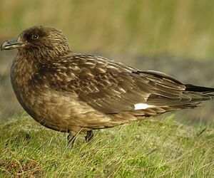 Great Skua 
&copy; Julien Daubignard