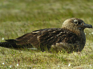 Great Skua 
&copy; Julien Daubignard