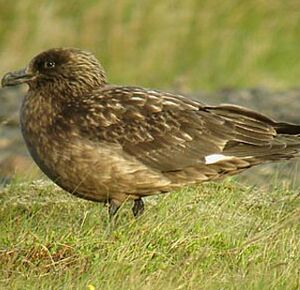 Great Skua 
&copy; Julien Daubignard