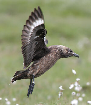 Great Skua 
&copy; Julien Daubignard