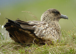 Great Skua 
&copy; Julien Daubignard