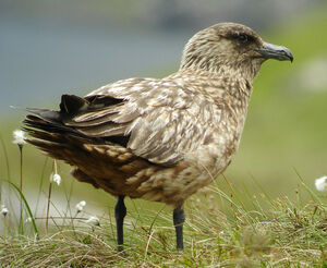 Great Skua 
&copy; Julien Daubignard