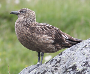 Great Skua 
&copy; Julien Daubignard