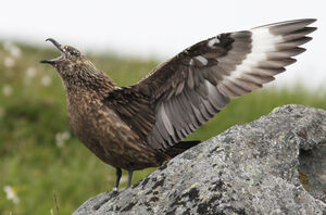 Great Skua 
&copy; Julien Daubignard