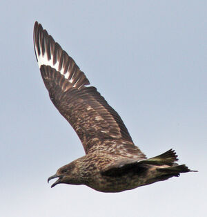 Great Skua 
&copy; Julien Daubignard