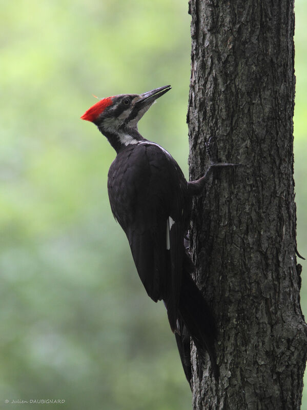 Pileated Woodpecker female, identification