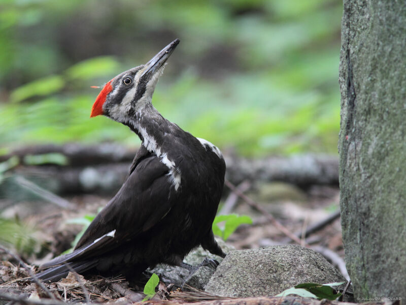 Pileated Woodpecker female, identification