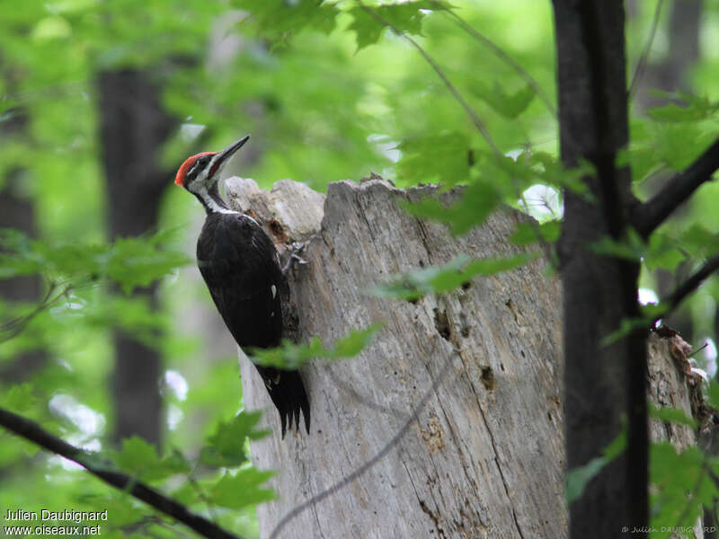 Pileated Woodpecker male adult, fishing/hunting