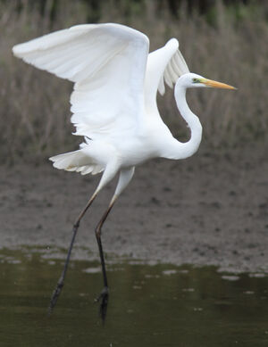 Great Egret