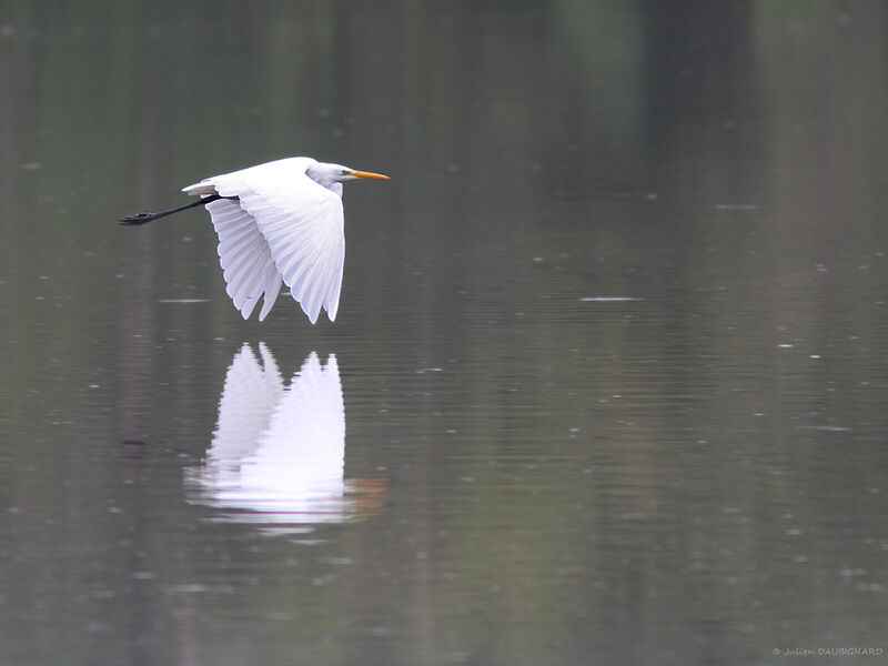 Great Egret, identification, Flight