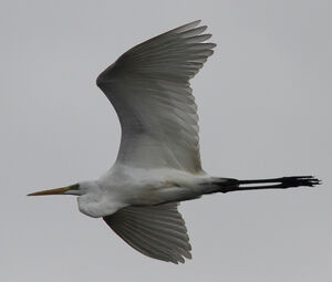 Great Egret