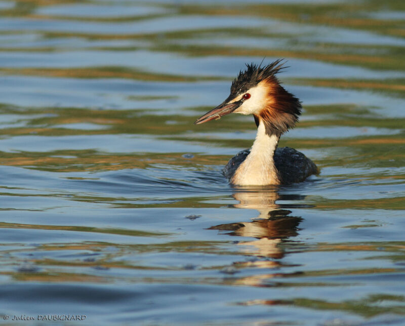 Great Crested Grebeadult, identification