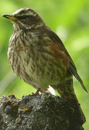 Redwing 
&copy; Julien Daubignard