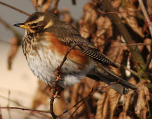 Redwing 
&copy; Julien Daubignard