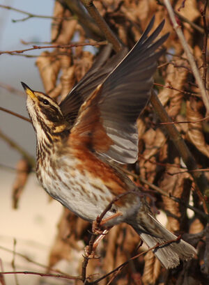 Redwing 
&copy; Julien Daubignard