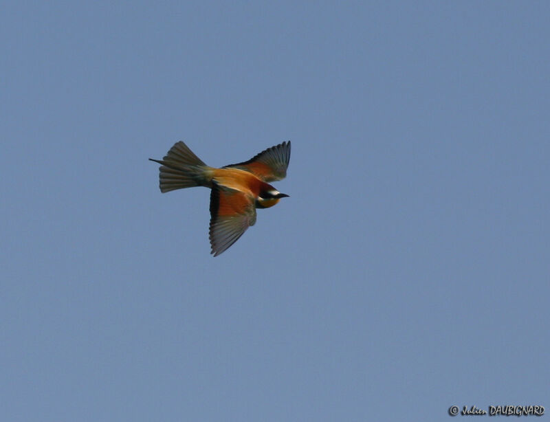 European Bee-eateradult, Flight