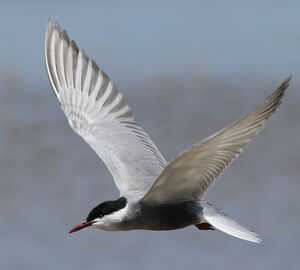 Whiskered Tern