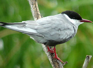 Whiskered Tern