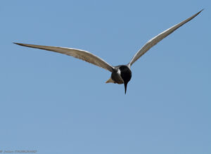 Whiskered Tern