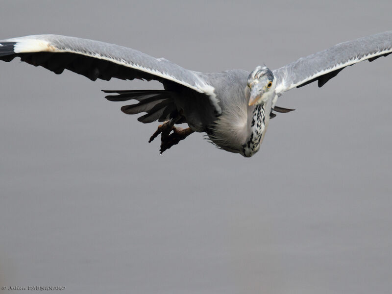 Grey Heronimmature, Flight