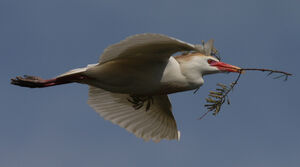 Western Cattle Egret 
&copy; Julien Daubignard