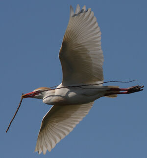 Western Cattle Egret 
&copy; Julien Daubignard