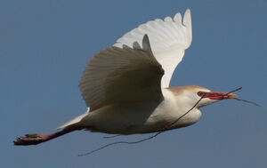 Western Cattle Egret 
&copy; Julien Daubignard