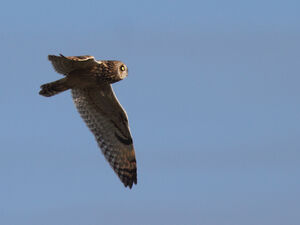 Short-eared Owl