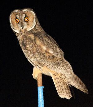 Hibou moyen-duc 
&copy; Julien Daubignard